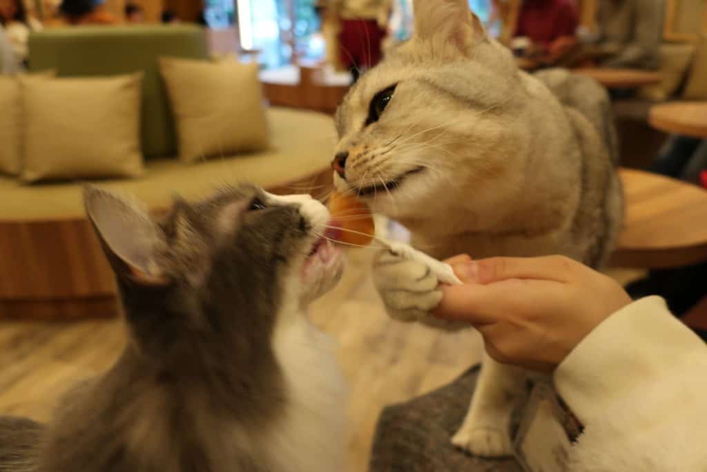 Two cats fighting over a special treat purchased by my neighbour!